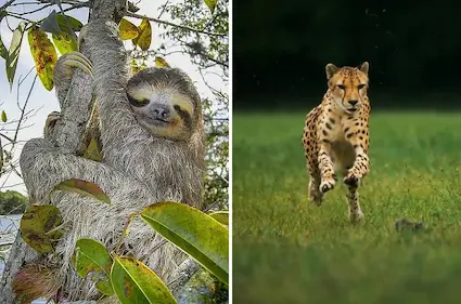 The Collector Rare Coin Index does not commingle all areas of interests in coin collecting.  It focuses only on rare coins traditionally pursued by numismatists for many decades.