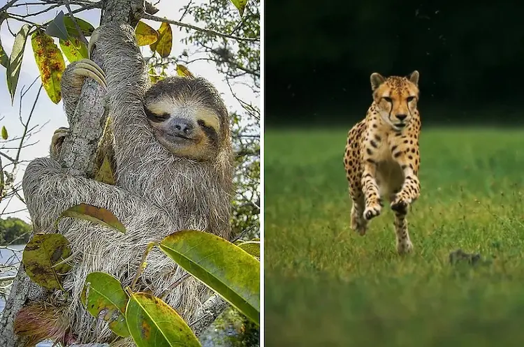 The Collector Rare Coin Index does not commingle all areas of interests in coin collecting.  It focuses only on rare coins traditionally pursued by numismatists for many decades.