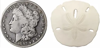 Silver dollars and sand dollars.  What's the difference?  Well, one is demanded by a large group of collectors with limited supply.  The other has a near infinite supply but is purchased by few. Silver dollars and sand dollars.  What's the difference?  Well, one is demanded by a large group of collectors with limited supply.  The other has a near infinite supply but is purchased by few.