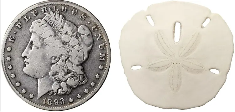 Silver dollars and sand dollars.  What's the difference?  Well, one is demanded by a large group of collectors with limited supply.  The other has a near infinite supply but is purchased by few. Silver dollars and sand dollars.  What's the difference?  Well, one is demanded by a large group of collectors with limited supply.  The other has a near infinite supply but is purchased by few.